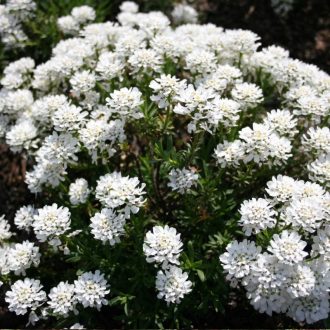 örökzöld tatárvirág - Iberis sempervirens 'Fischbeck'