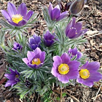 leánykökörcsin - Pulsatilla vulgaris 'Pinwheel Blue Violet Shades'