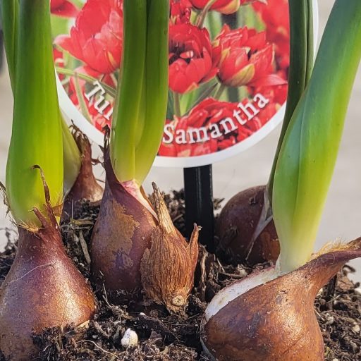 Tulipán - Samantha 5 darabos