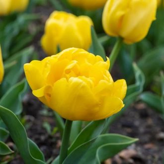 Tulipán - Yellow Baby 5 darabos