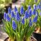 Gyöngyike – 3 darabos – Muscari