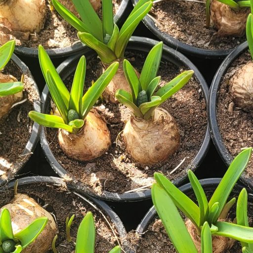 Gyöngyike – 3 darabos – Muscari