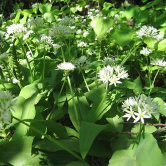 medvehagyma - Allium ursinum