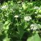 medvehagyma - Allium ursinum