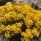szirti ternye - Aurinia saxatilis 'Summit'