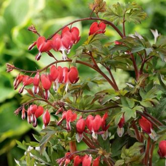szívvirág - Lamprocapnos spectabilis 'Valentine'