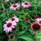 bíbor kasvirág - Echinacea purpurea 'Prairie Splendor Deep Rose'
