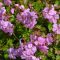 gólyaorr - Geranium x cantabrigiense 'Karmina'