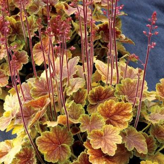 tűzeső - Heuchera 'Northern Exposure Sienna'