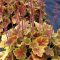tűzeső - Heuchera 'Northern Exposure Sienna'