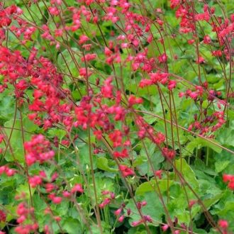 vérvörös tűzeső - Heuchera sanguinea 'Leuchtkäfer'