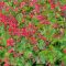 vérvörös tűzeső - Heuchera sanguinea 'Leuchtkäfer'