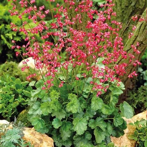 vérvörös tűzeső - Heuchera sanguinea 'Leuchtkäfer'