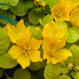 pénzlevelű lizinka - Lysimachia nummularia