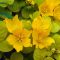 pénzlevelű lizinka - Lysimachia nummularia