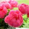 bazsarózsa - Paeonia 'Cytherea'
