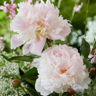 illatos bazsarózsa - Paeonia lactiflora 'Noémi Demay'
