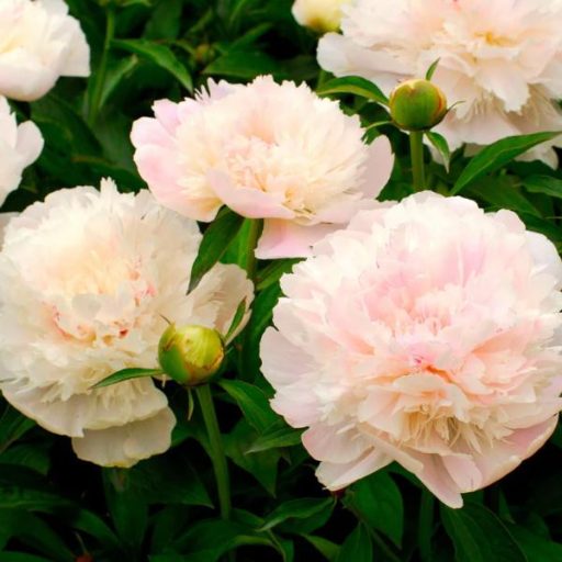 illatos bazsarózsa - Paeonia lactiflora 'Noémi Demay'