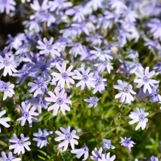 lángvirág - Phlox subulata 'Fabulous Blue Dark Center'
