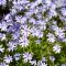 lángvirág - Phlox subulata 'Fabulous Blue Dark Center'