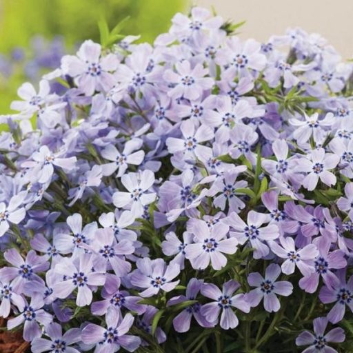 lángvirág - Phlox subulata 'Fabulous Blue Dark Center'