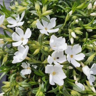 lángvirág - Phlox subulata 'Fabulous White'