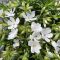 lángvirág - Phlox subulata 'Fabulous White'