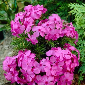 lángvirág - Phlox subulata 'MacDaniel's Cushion'