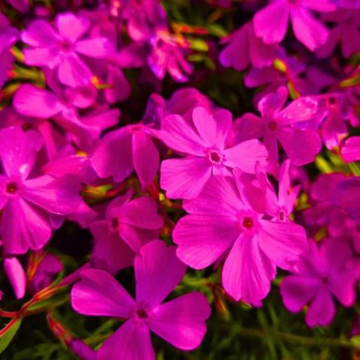 lángvirág - Phlox subulata 'MacDaniel's Cushion'