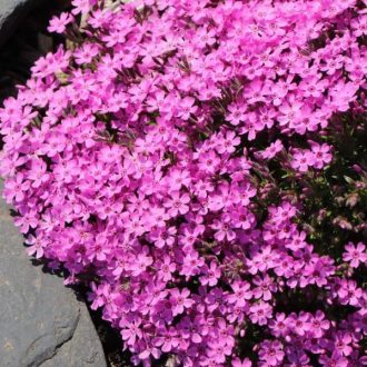lángvirág - Phlox subulata 'Zwergenteppich'