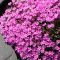 lángvirág - Phlox subulata 'Zwergenteppich'