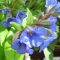tüdőfű - Pulmonaria 'Miss Elly'