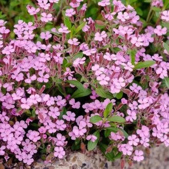 szappanfű - Saponaria ocymoides