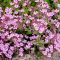 szappanfű - Saponaria ocymoides
