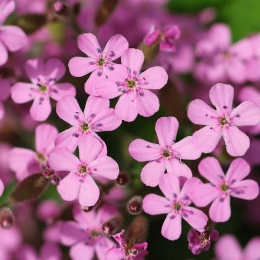 szappanfű - Saponaria ocymoides