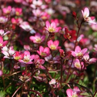 kőtörőfű - Saxifraga x arendsii 'Peter Pan'