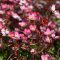 kőtörőfű - Saxifraga x arendsii 'Peter Pan'