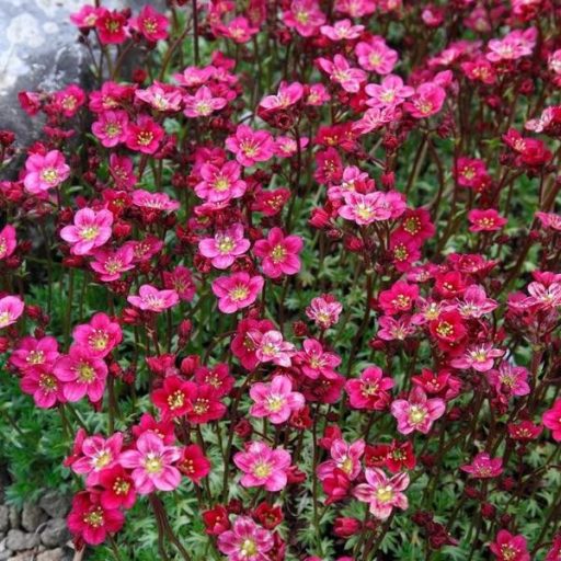 kőtörőfű - Saxifraga x arendsii 'Peter Pan'