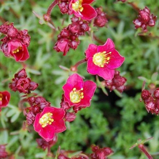 kőtörőfű - Saxifraga x arendsii 'Peter Pan'