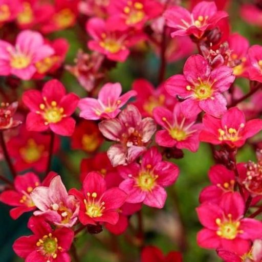 kőtörőfű - Saxifraga x arendsii 'Peter Pan'