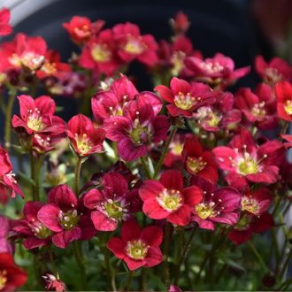 kőtörőfű - Saxifraga x arendsii 'Touran Deep Red'