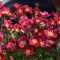 kőtörőfű - Saxifraga x arendsii 'Touran Deep Red'
