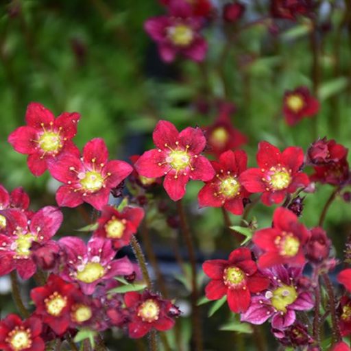 kőtörőfű - Saxifraga x arendsii 'Touran Deep Red'