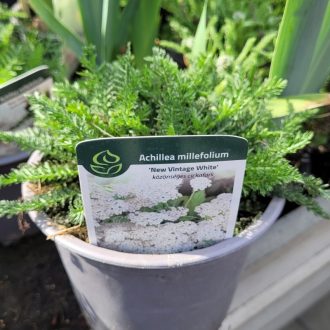 Cickafark 'New Vintage White' – Achillea millefolium 'New Vintage White'