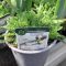 Cickafark 'New Vintage White' – Achillea millefolium 'New Vintage White'