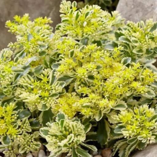 Cickafark 'New Vintage White' – Achillea millefolium 'New Vintage White'