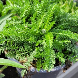 Cickafark 'Saucy Seduction' – Achillea millefolium 'Saucy Seduction'