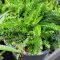 Cickafark 'Saucy Seduction' – Achillea millefolium 'Saucy Seduction'