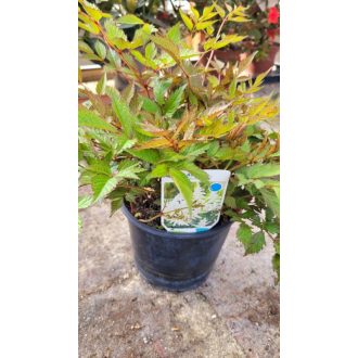 Japán tollbuga 'Deutschland' – Astilbe japonica 'Deutschland'