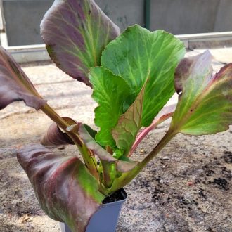 Szívlevelű bőrlevél 'Purpurea' – Bergenia cordifolia 'Purpurea'